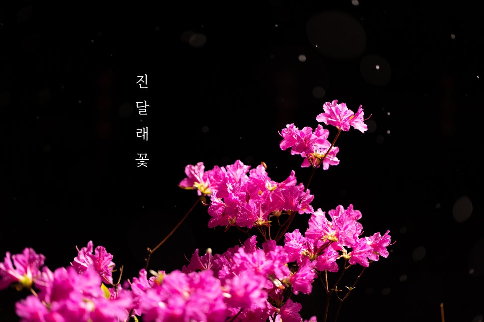 림부스사진관 이미지