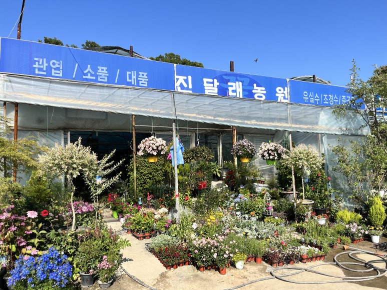 진달래꽃화원 이미지
