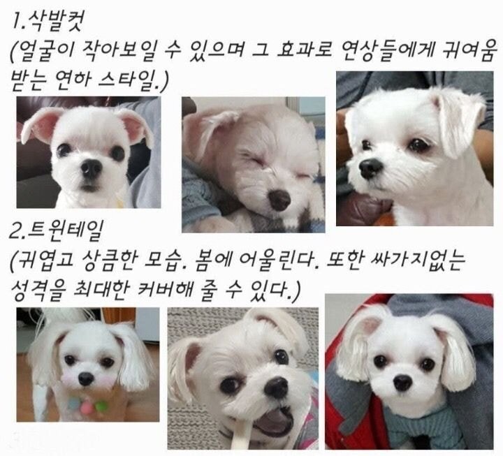 밥푸라 이미지