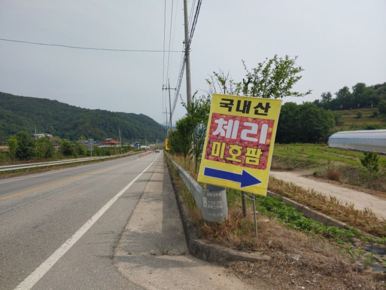 체리 팜 이미지