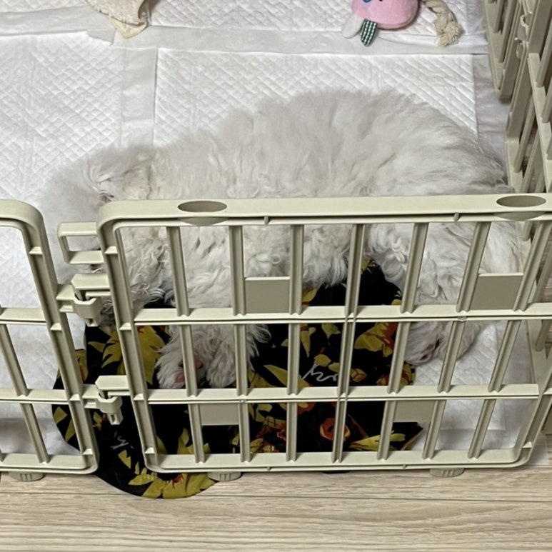 꿀밤타코야끼 이미지