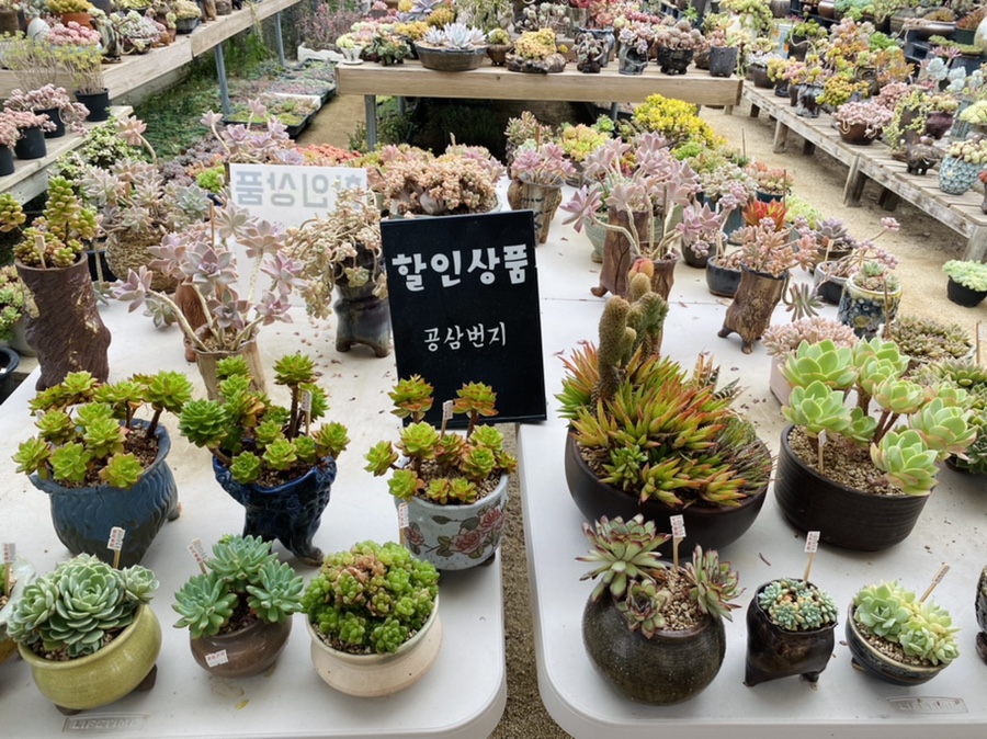 공삼번지다육농원 이미지