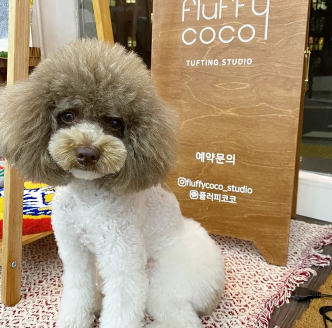 플러피코코 이미지