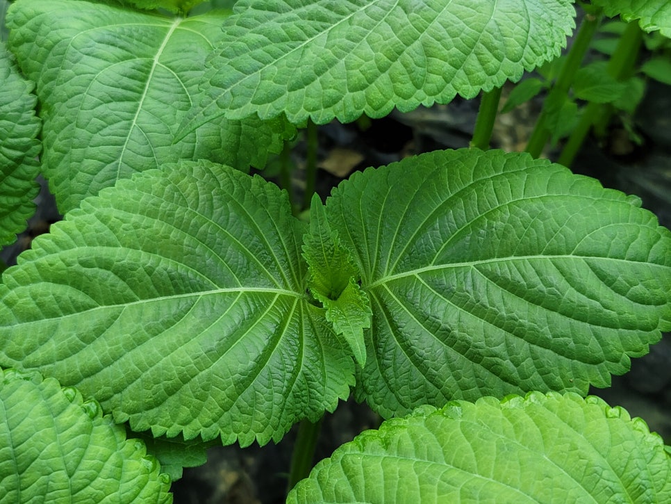 깻잎농원 이미지