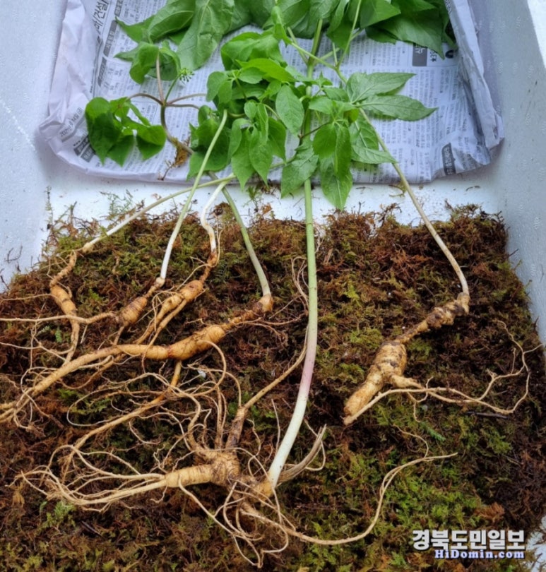 뿌리깊은손 이미지
