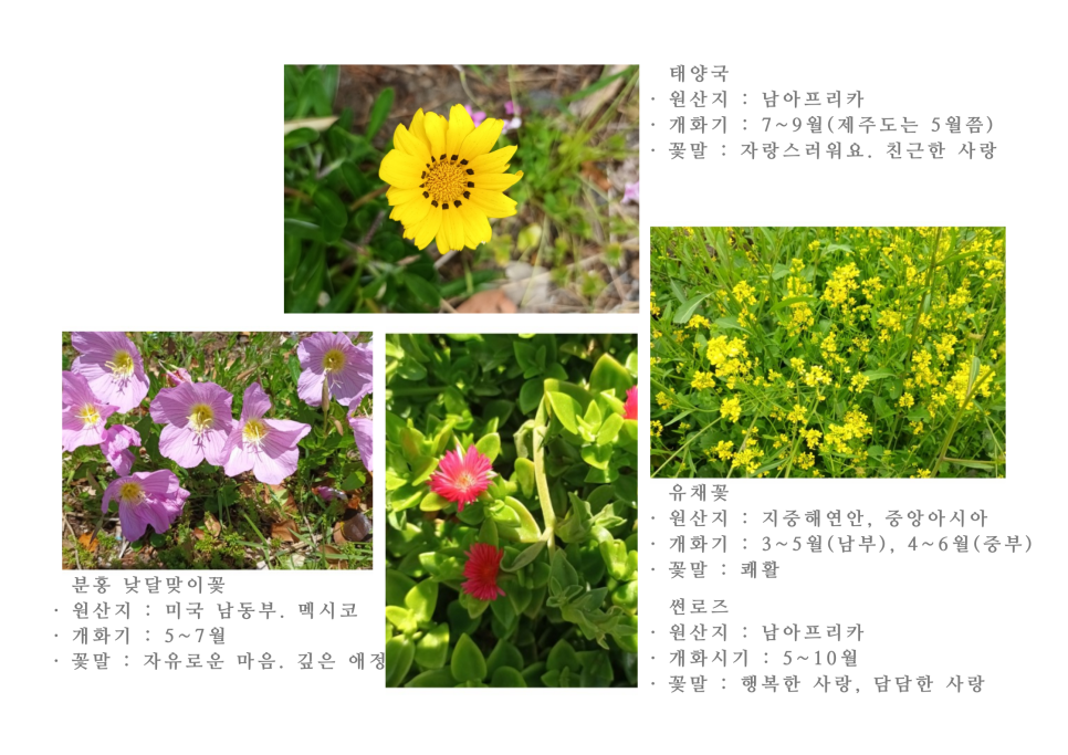 보름;꽃 이미지