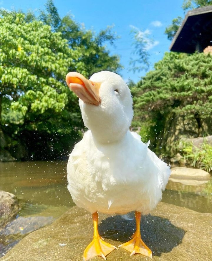 행복한오리 이미지