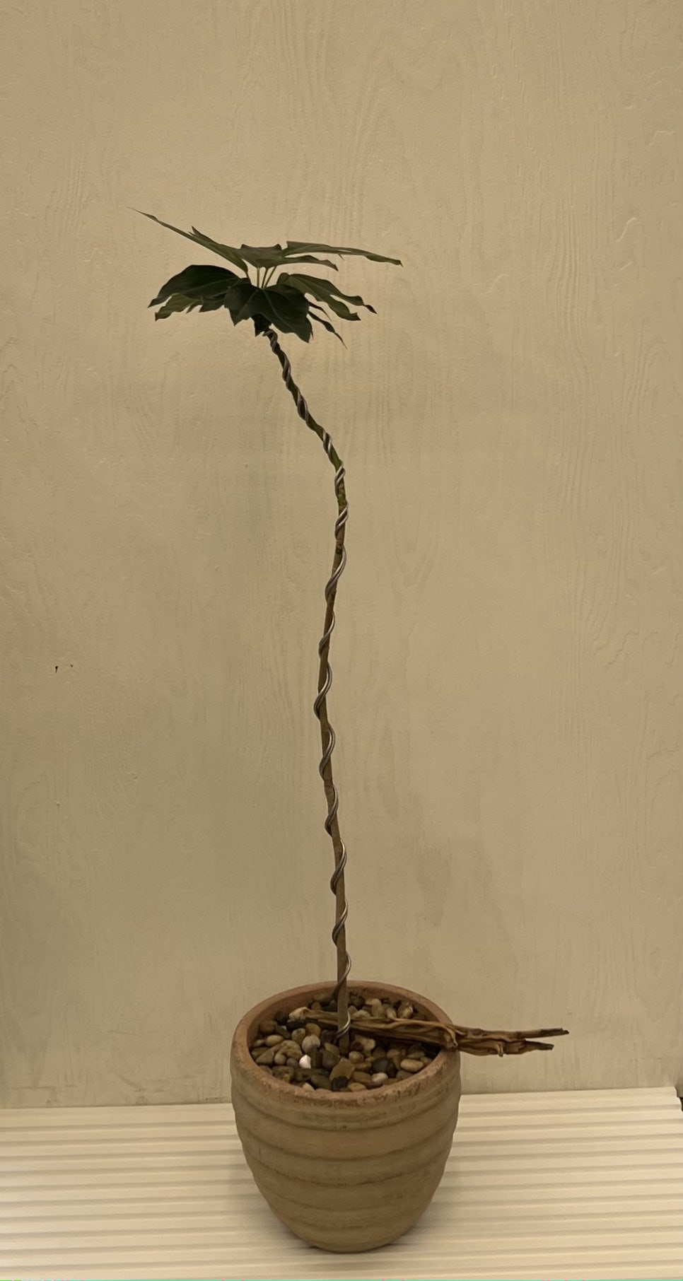 리무(RIMU) 이미지