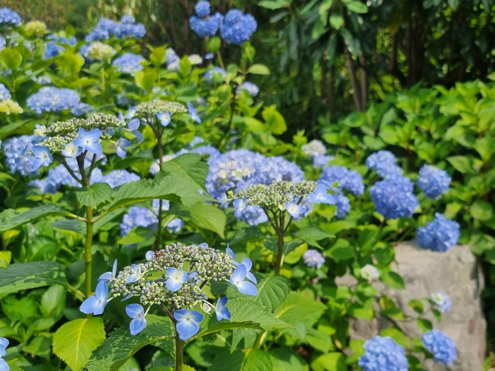 구례수목원 유아숲체험원 이미지