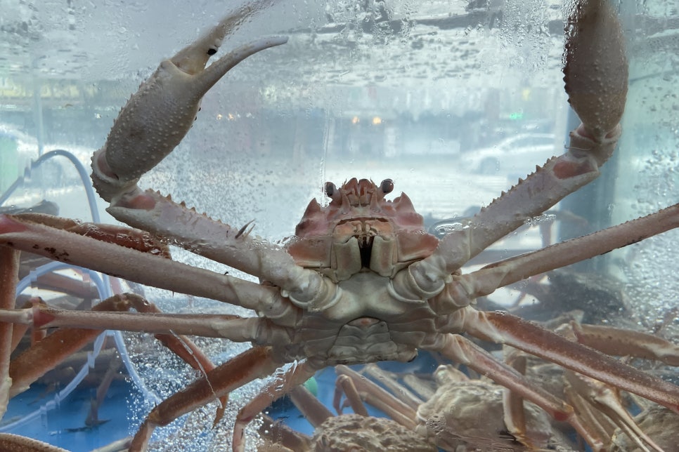 부산대게 이미지