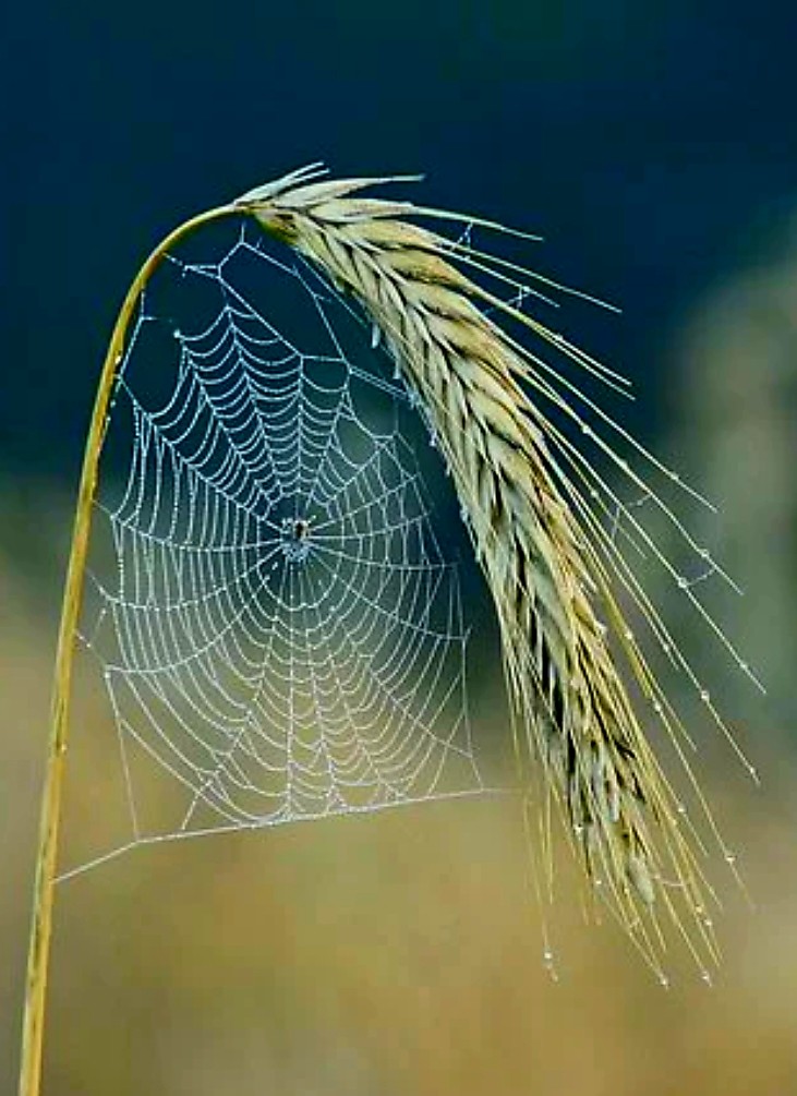 보리밥이야기 이미지