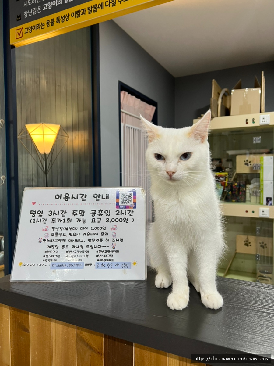 캣츠앤미 이미지
