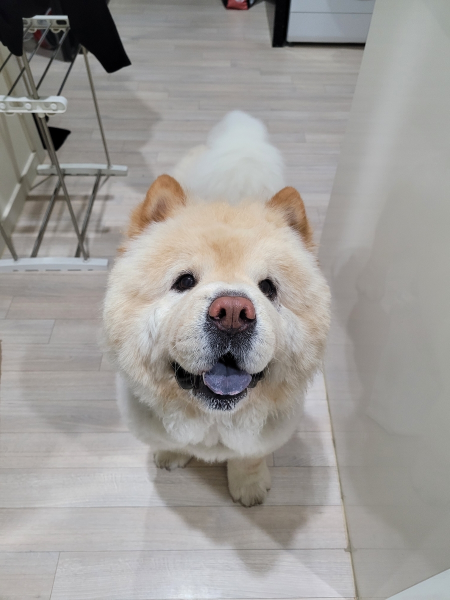 펫홀릭더라이프 이미지