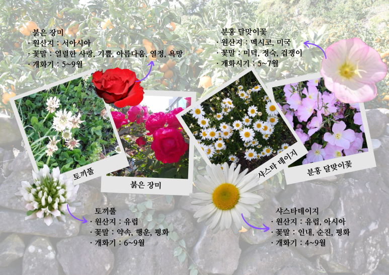 보름;꽃 이미지
