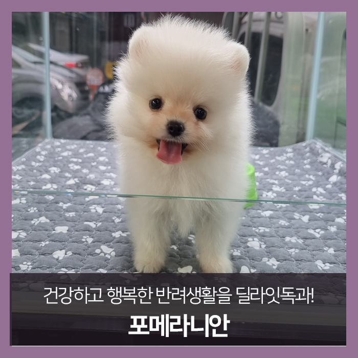 딜라잇비 이미지