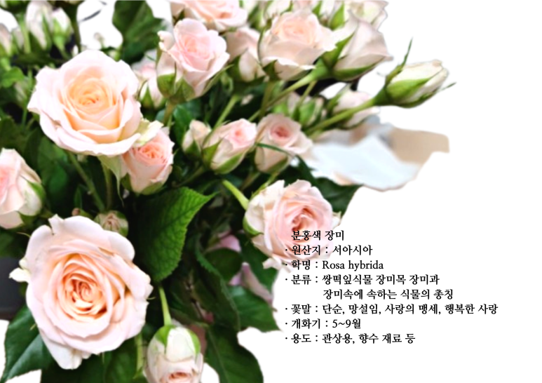 보름;꽃 이미지