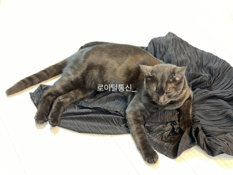 로이통신 이미지