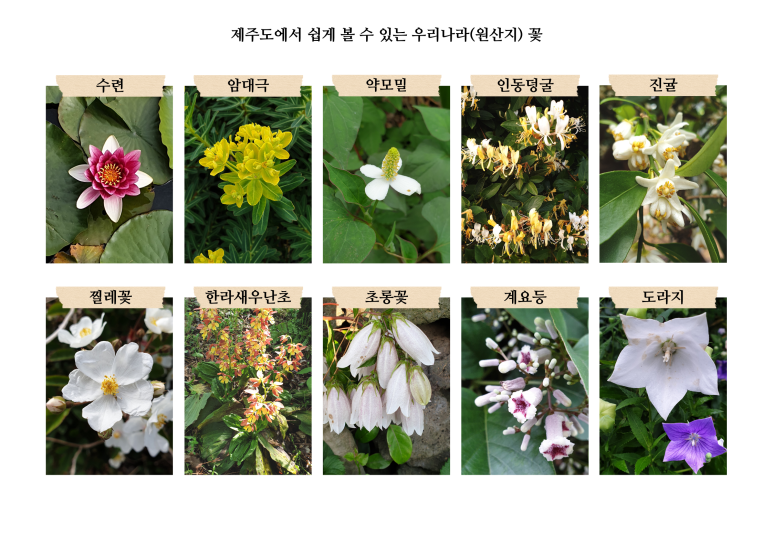 보름;꽃 이미지
