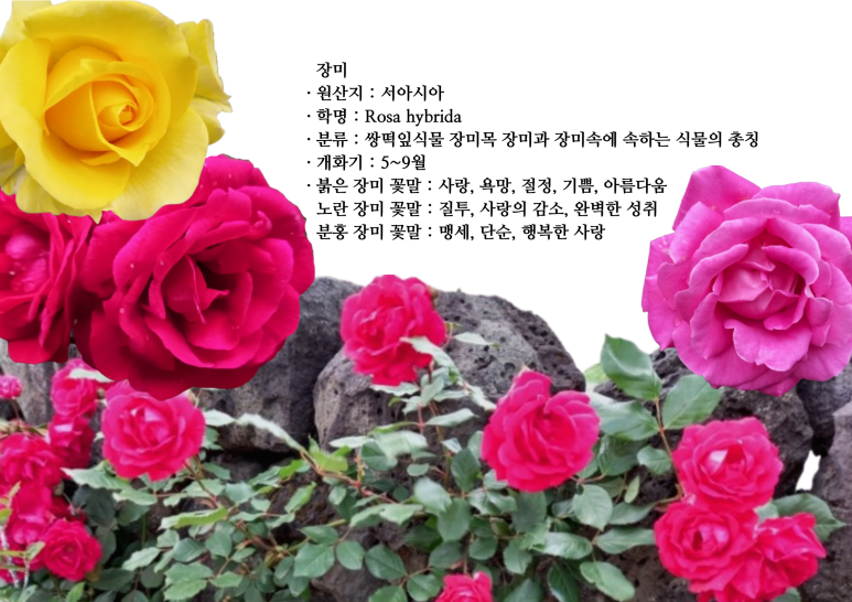 보름;꽃 이미지