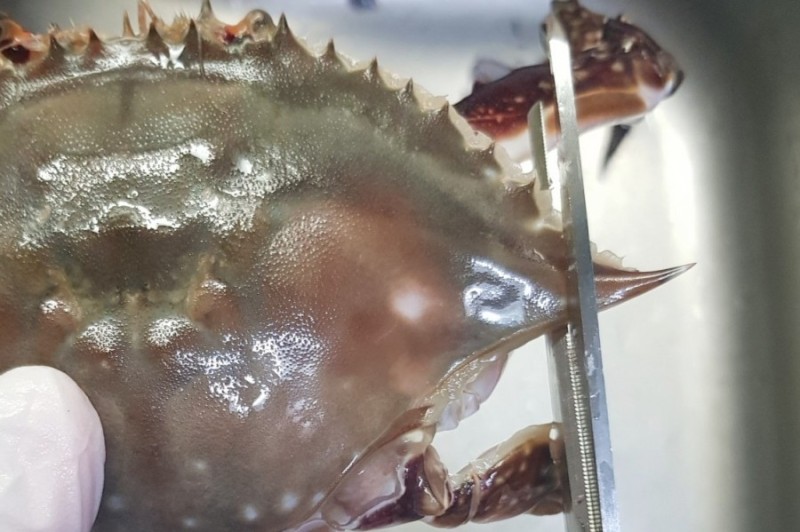 밥도둑 이미지
