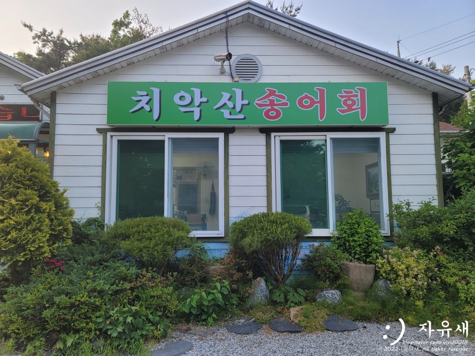 치악산송어횟집 이미지