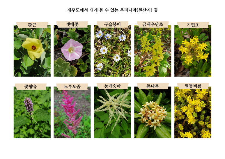 보름;꽃 이미지