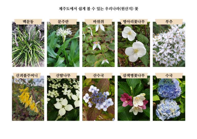 보름;꽃 이미지