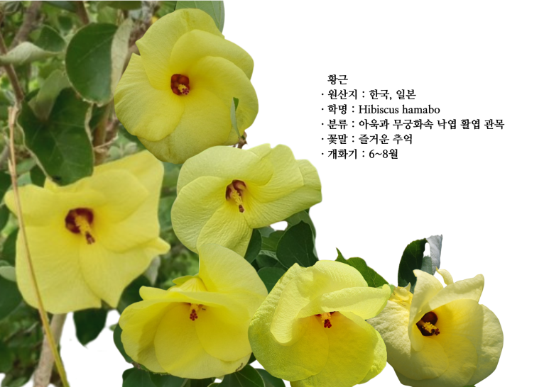 보름;꽃 이미지