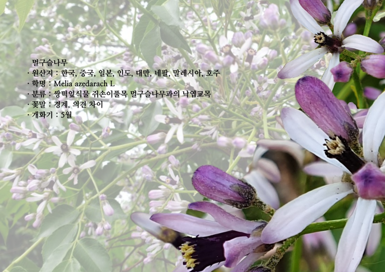 보름;꽃 이미지