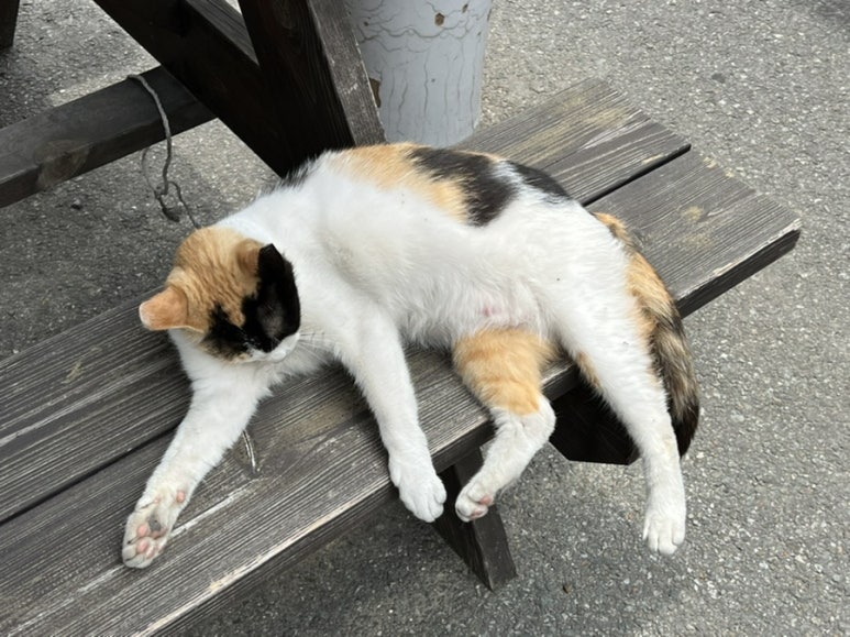 고구려짬뽕10101청주점 이미지