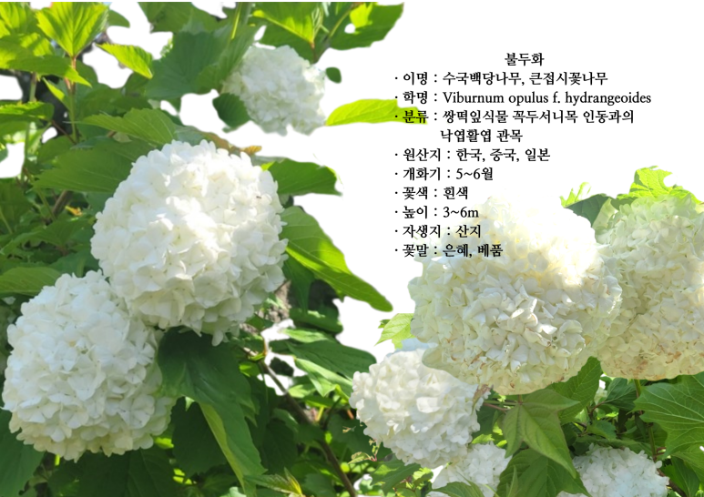 보름;꽃 이미지