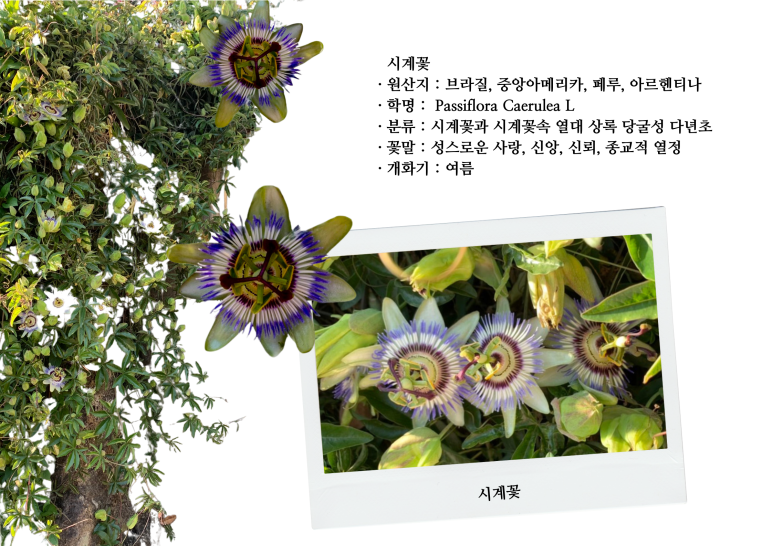 보름;꽃 이미지