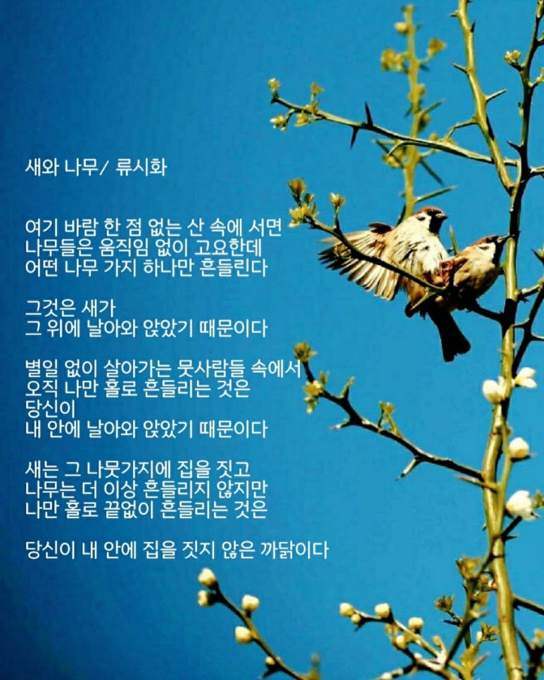 새와나무 이미지