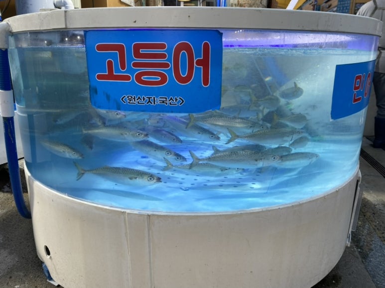싱싱와글와글 이미지