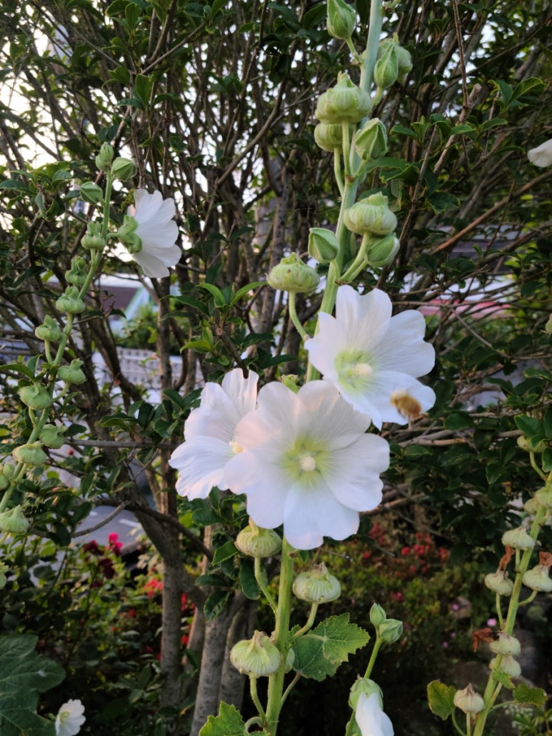 반월전원 이미지