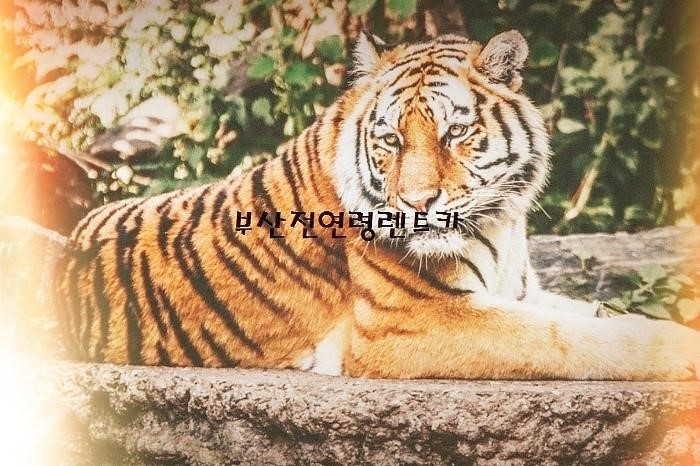 우등카 이미지