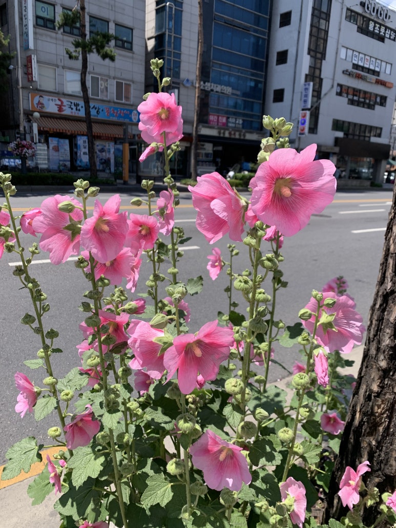 엘피타운 이미지