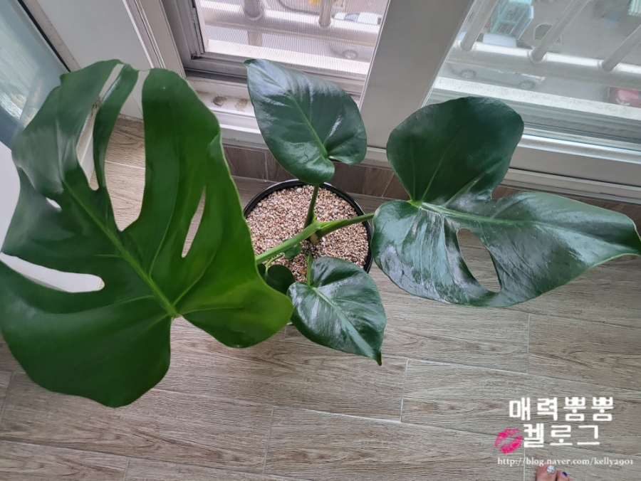 들꽃피는화원 이미지