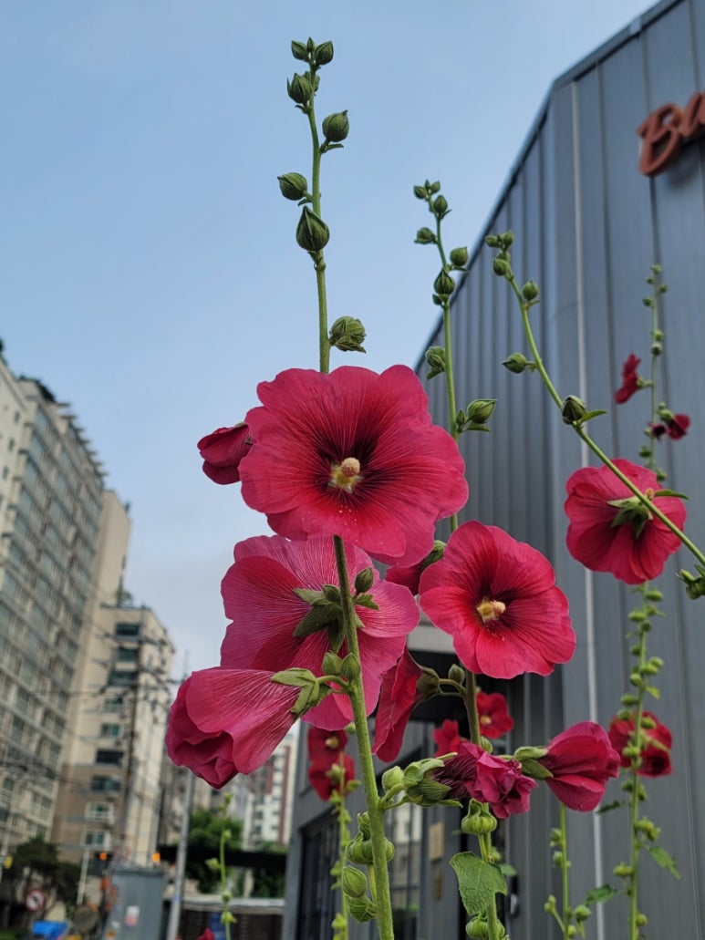 강남노래빠 이미지
