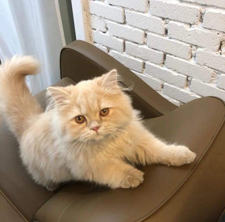호미방 이미지