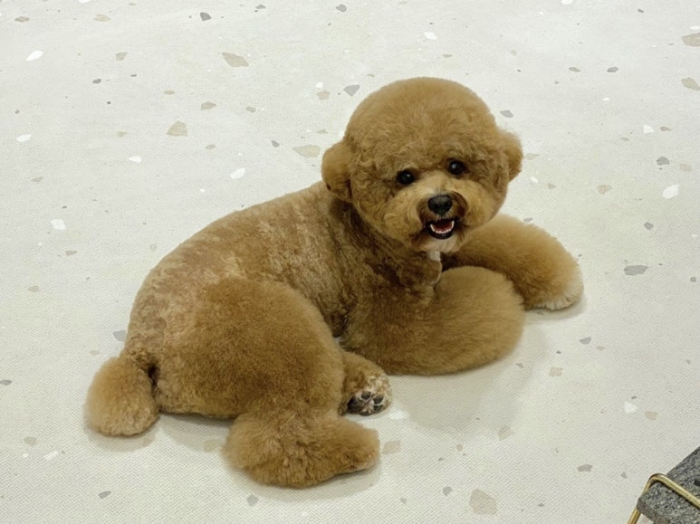리몽 이미지