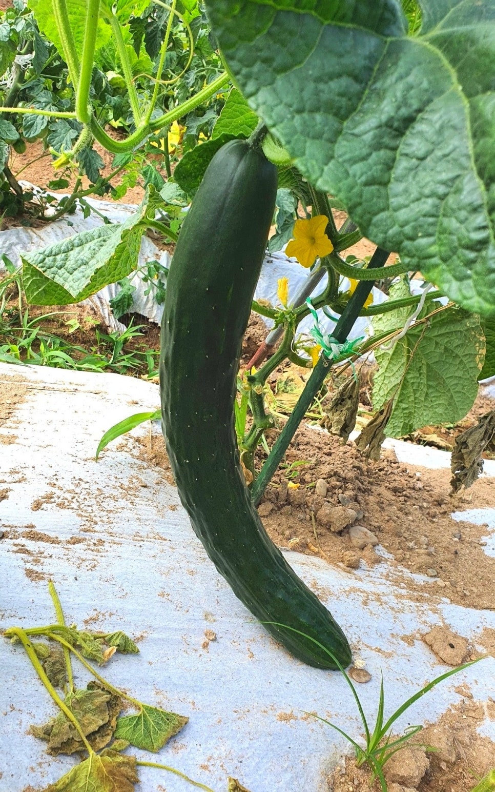 전이좋아 이미지
