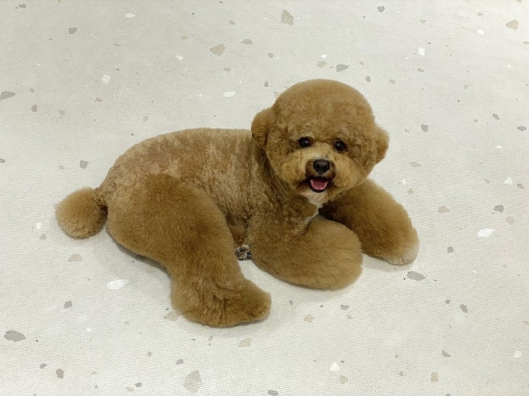 리몽 이미지