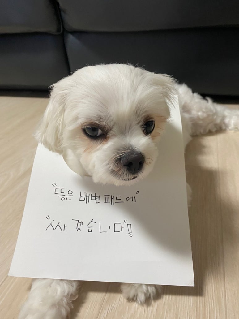코코지아 이미지