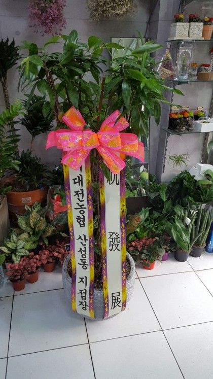삼부꽃집 이미지