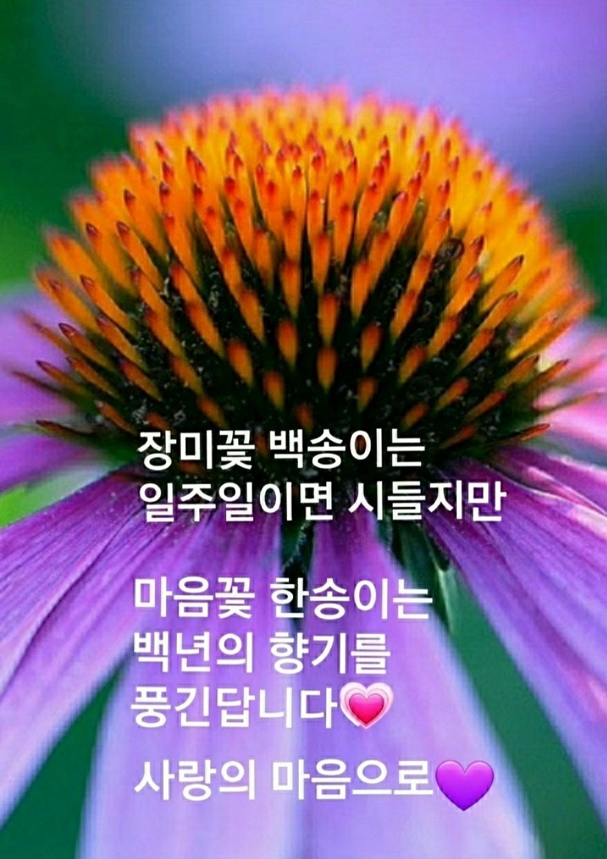 마음의꽃 이미지