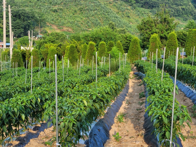 청천농산 이미지