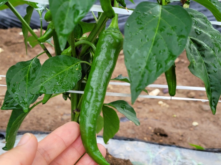 청천농산 이미지