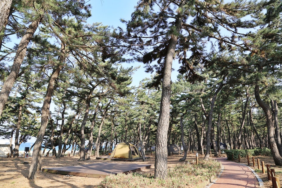 솔숲과바다 이미지