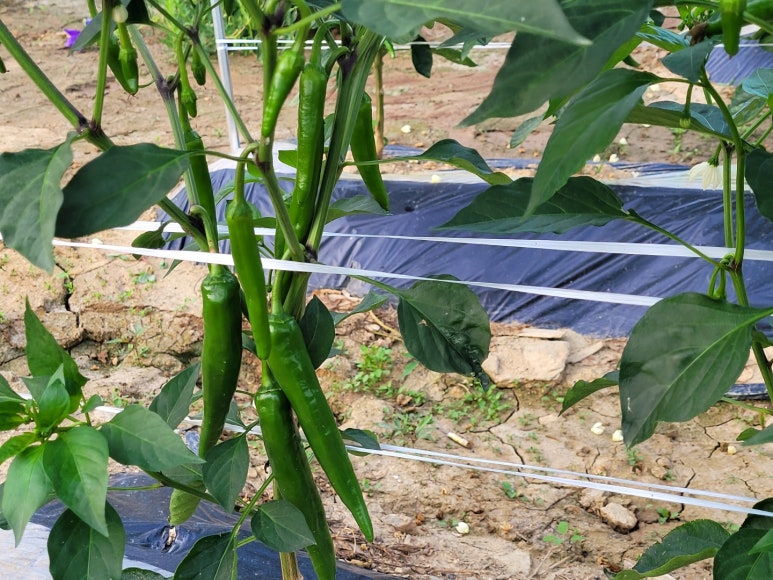 청천농산 이미지